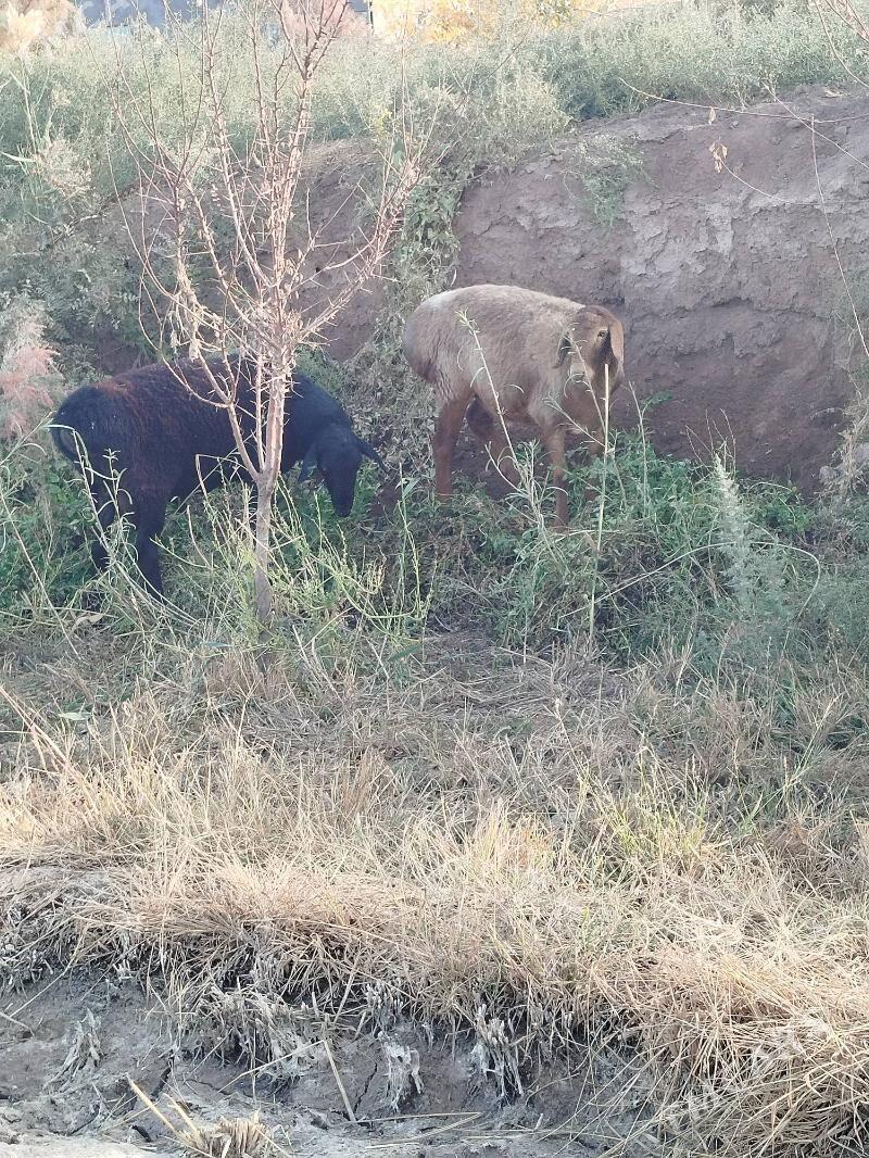 goç - Daşoguz - img 9