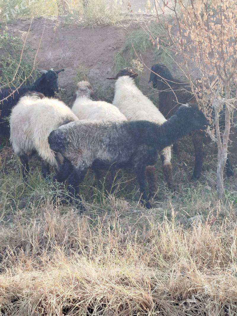 goç - Daşoguz - img 8