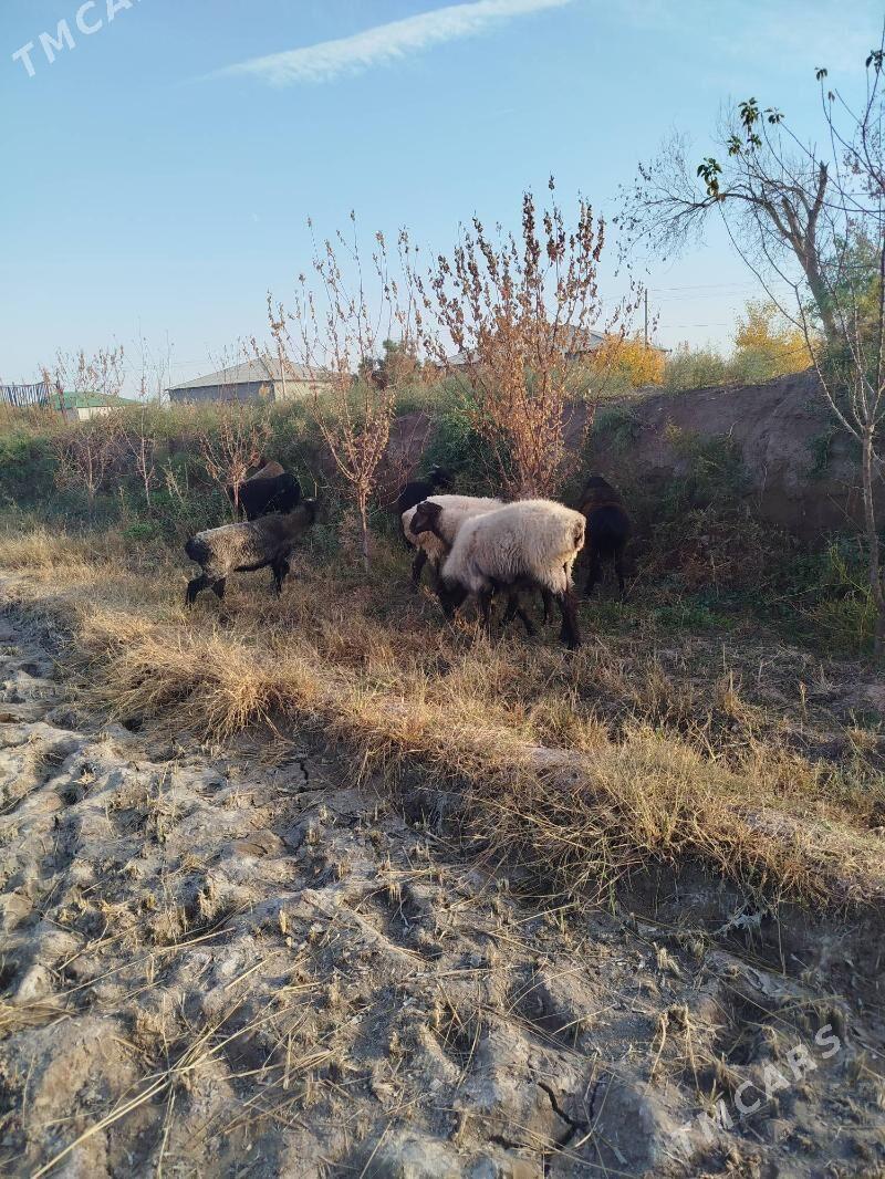 goç - Daşoguz - img 7