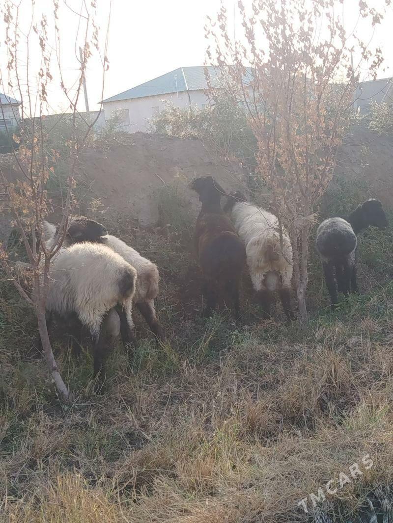 goç - Daşoguz - img 10