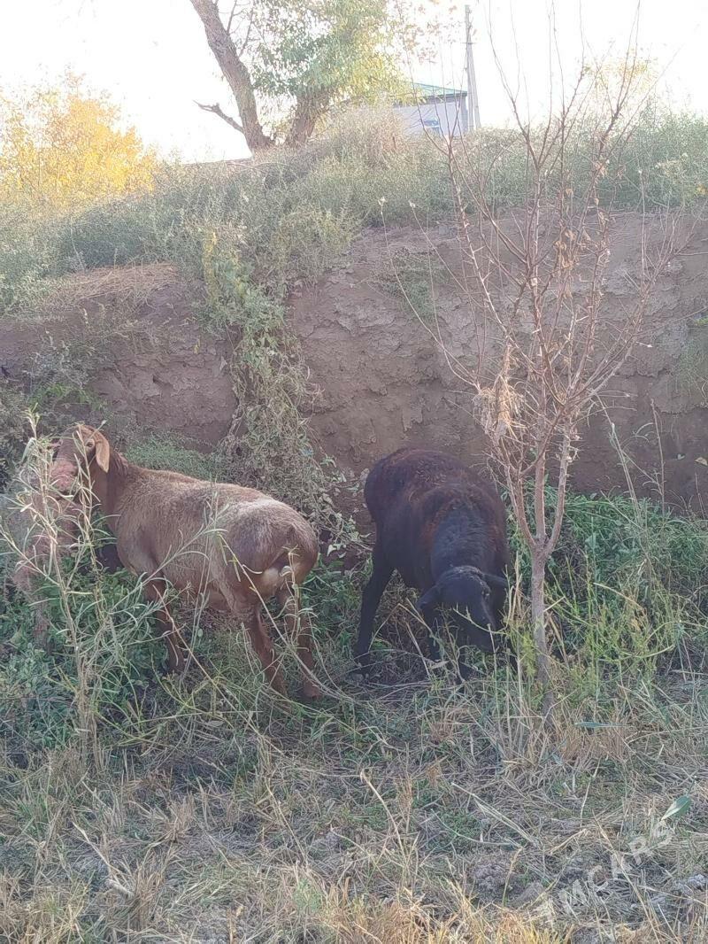 goç - Daşoguz - img 4