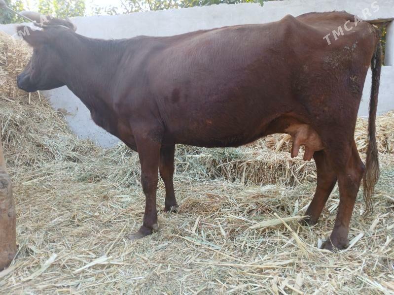 Goleli sygyr - Farap - img 1