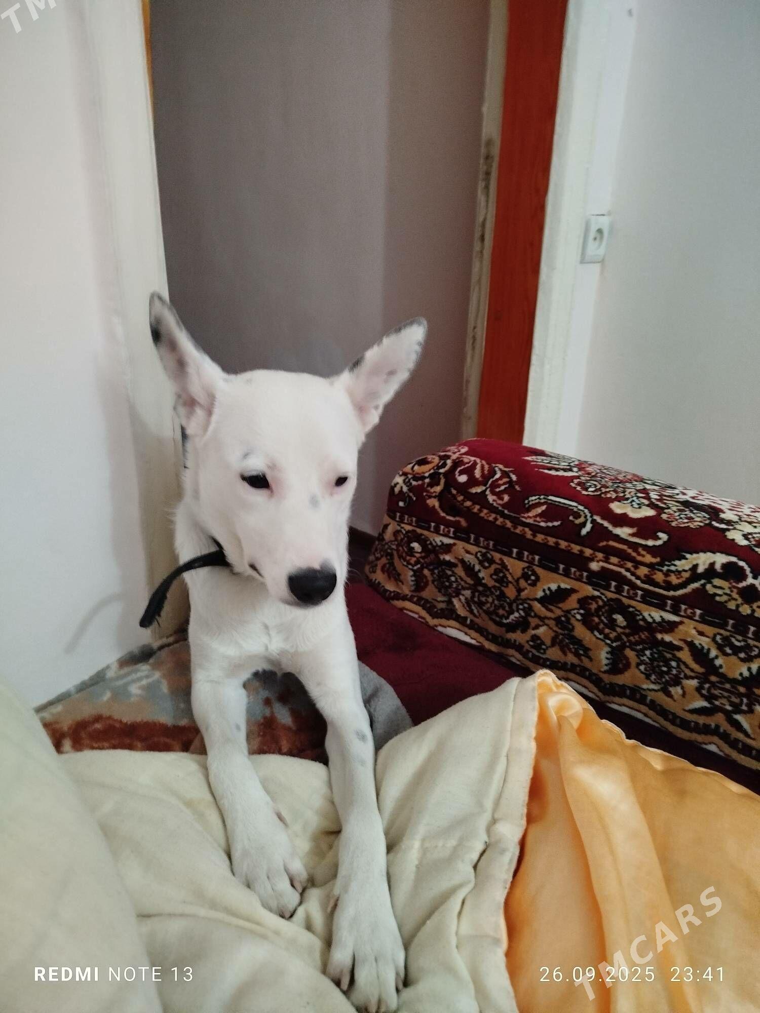 собака - Ашхабад - img 3