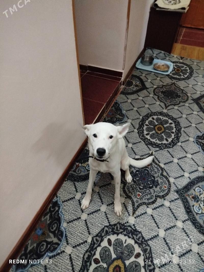 собака - Ашхабад - img 5