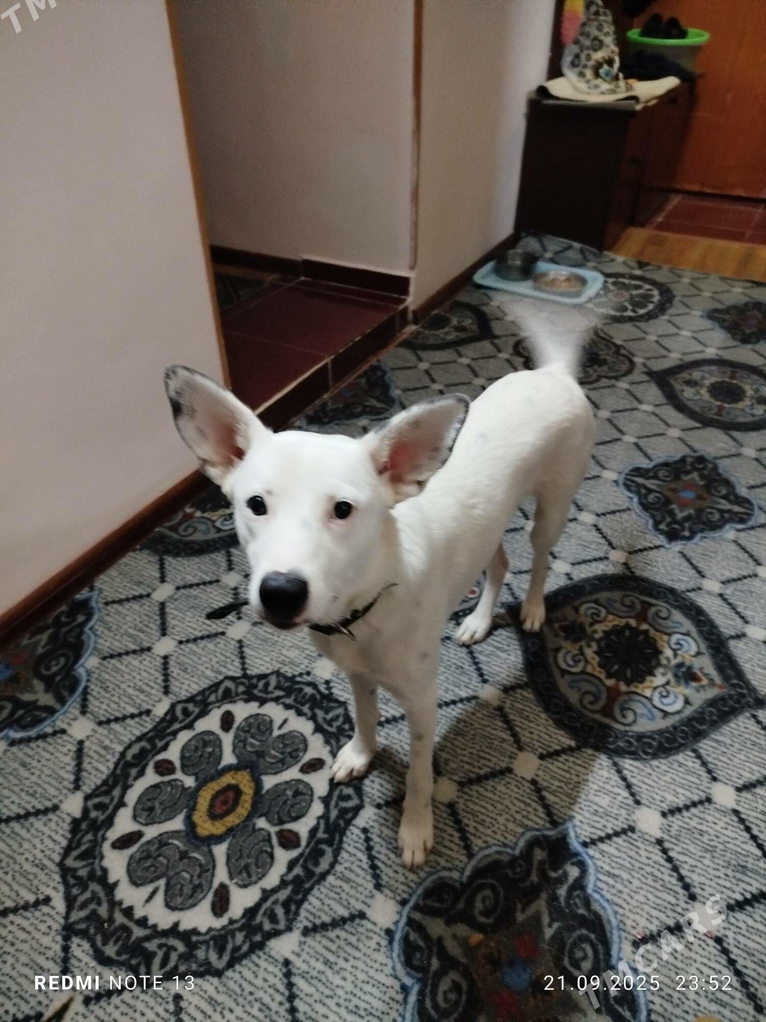 собака - Ашхабад - img 6