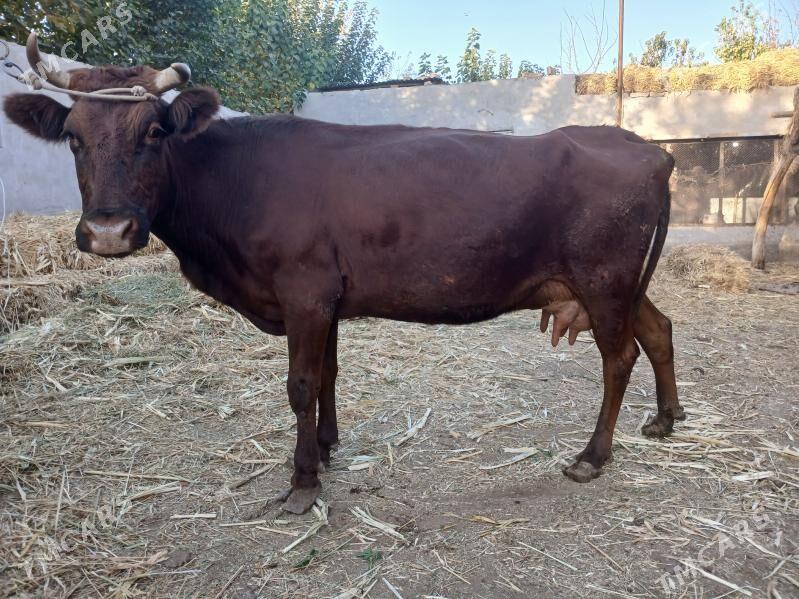 Goleli sygyr - Farap - img 2