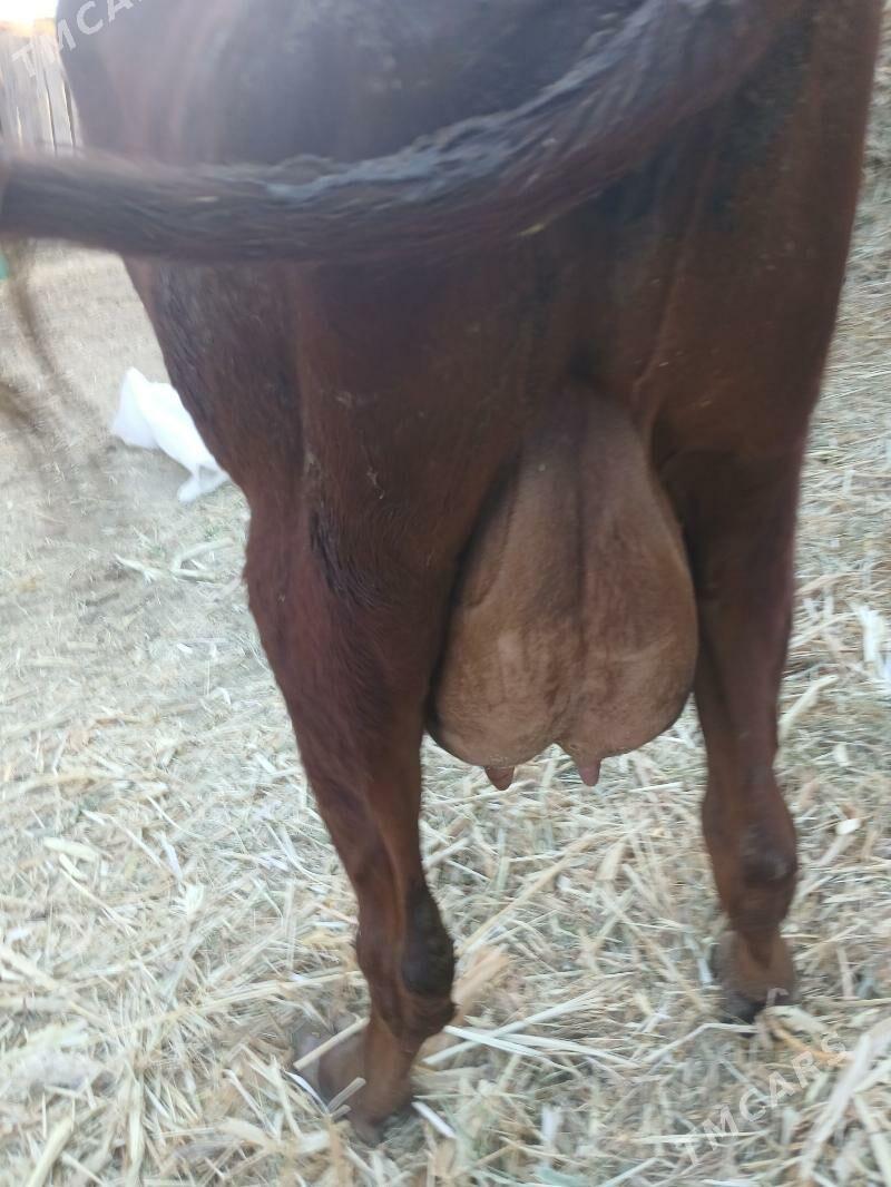 Goleli sygyr - Farap - img 4