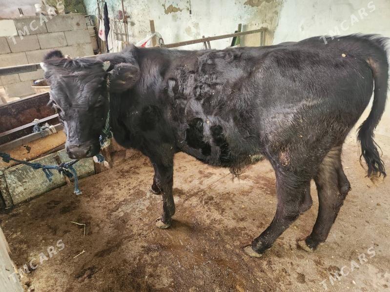 kouz - Хитровка - img 4