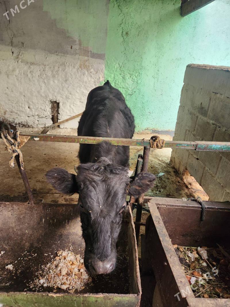 kouz - Хитровка - img 2