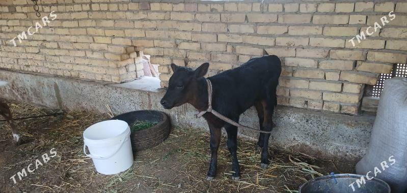 Goleli sygyr - Farap - img 6