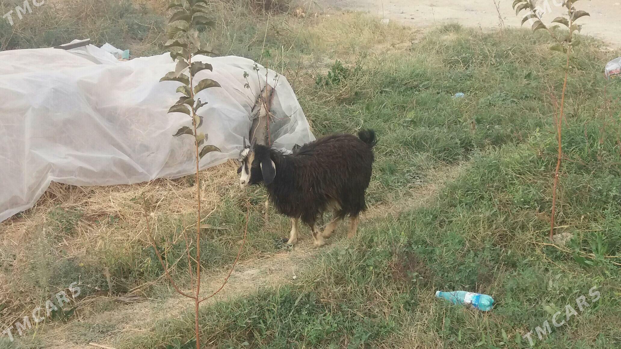 geçi - Гёкдепе - img 2