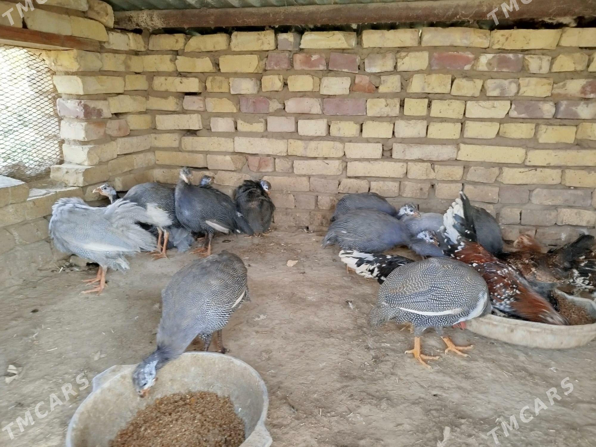 Siçarka Kakilik - Tejen - img 4