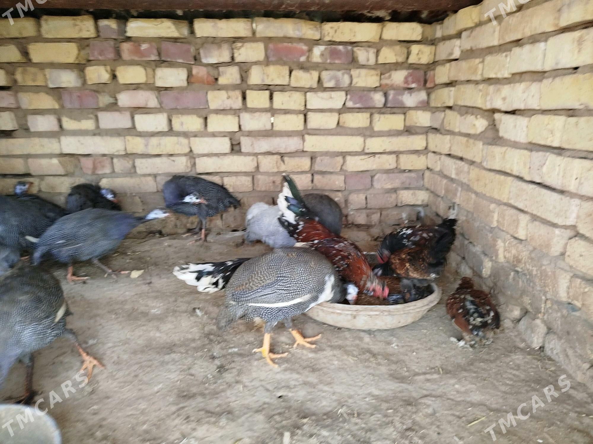 Siçarka Kakilik - Tejen - img 3