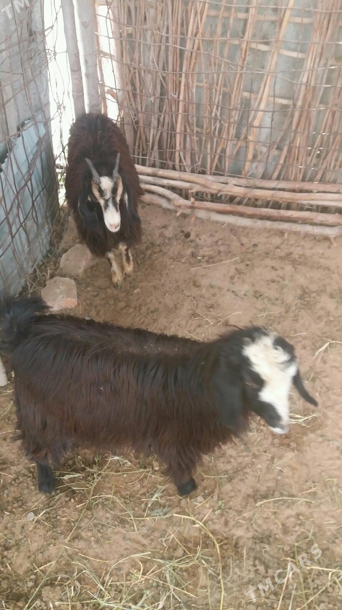 geçi - Гёкдепе - img 3