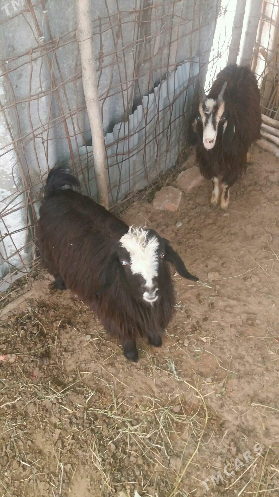 geçi - Гёкдепе - img 4