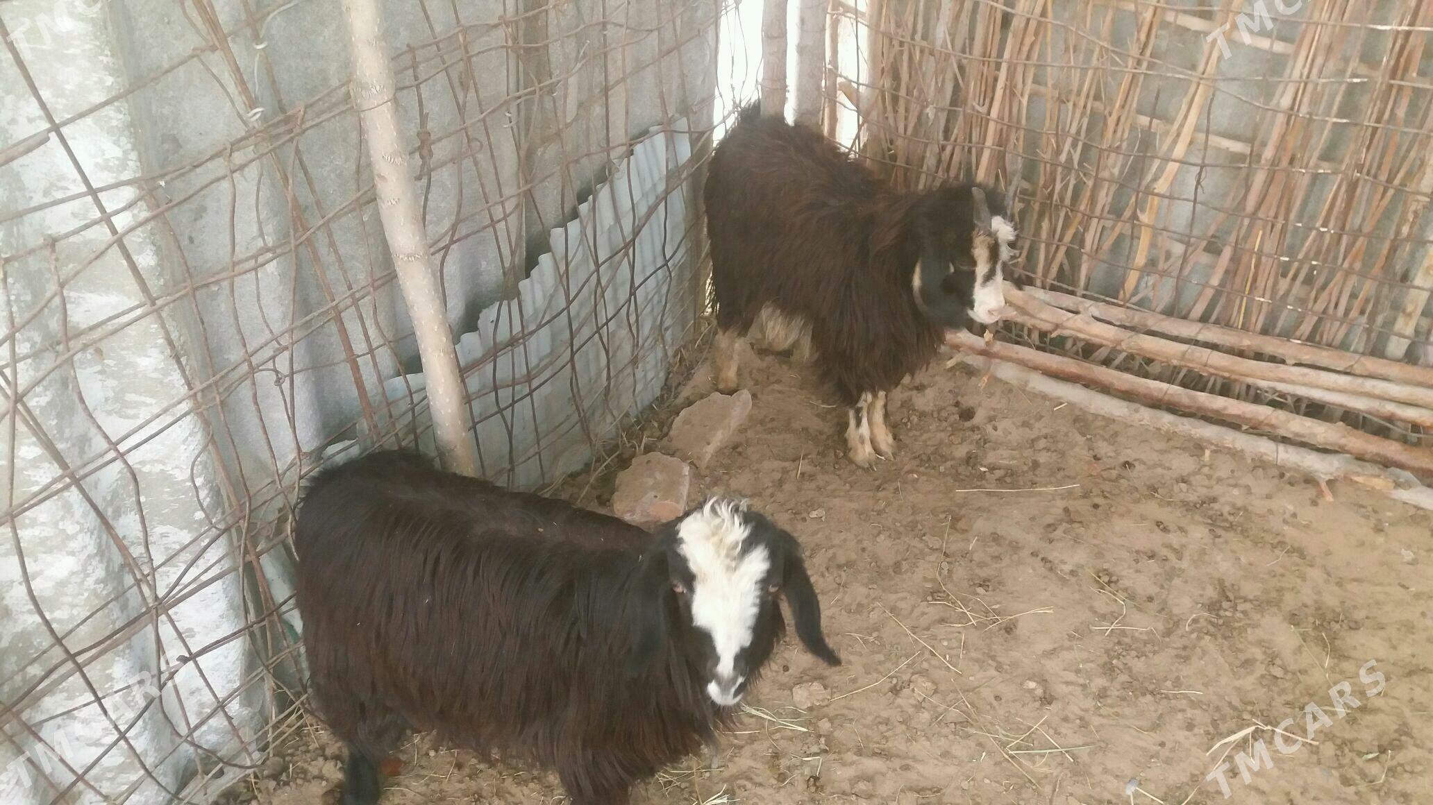 geçi - Гёкдепе - img 5