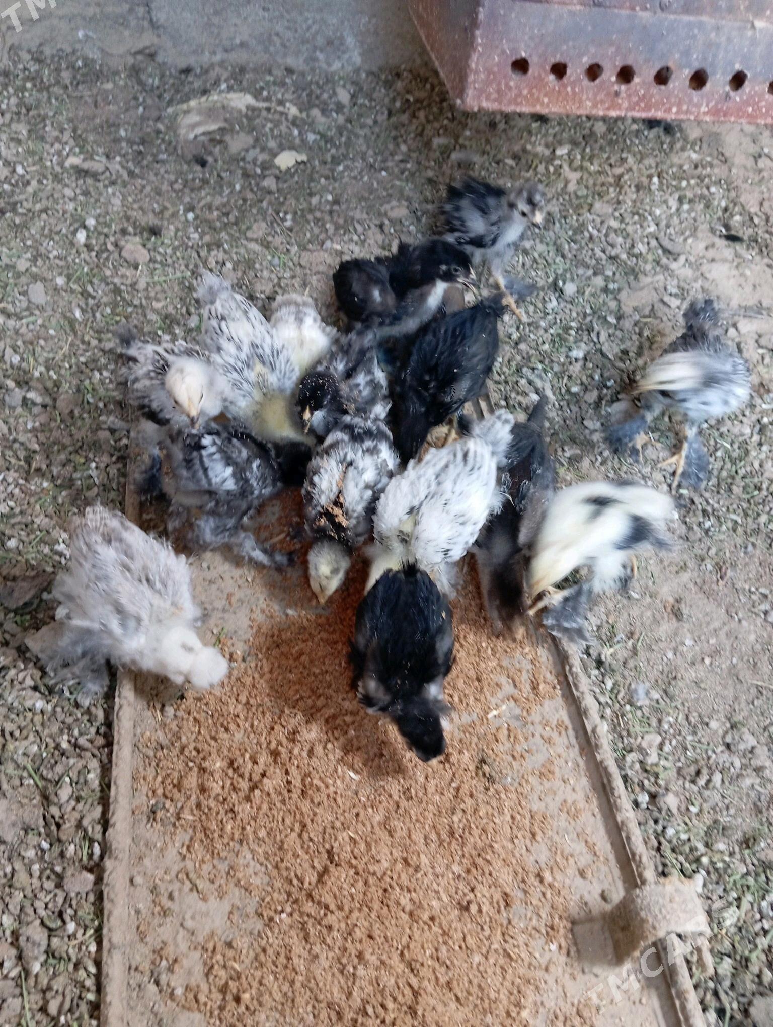 brama juje - Baýramaly - img 1