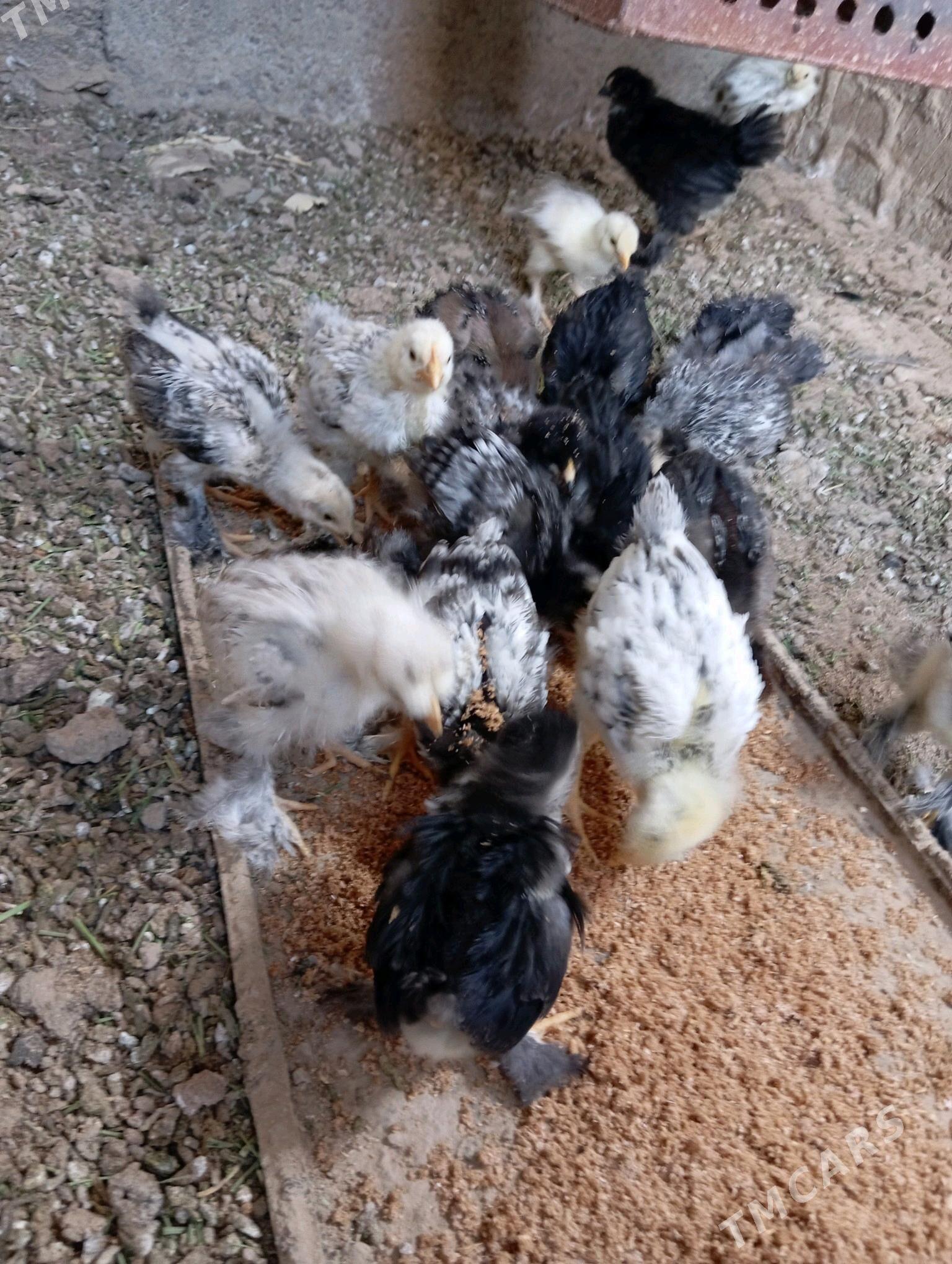 brama juje - Baýramaly - img 3