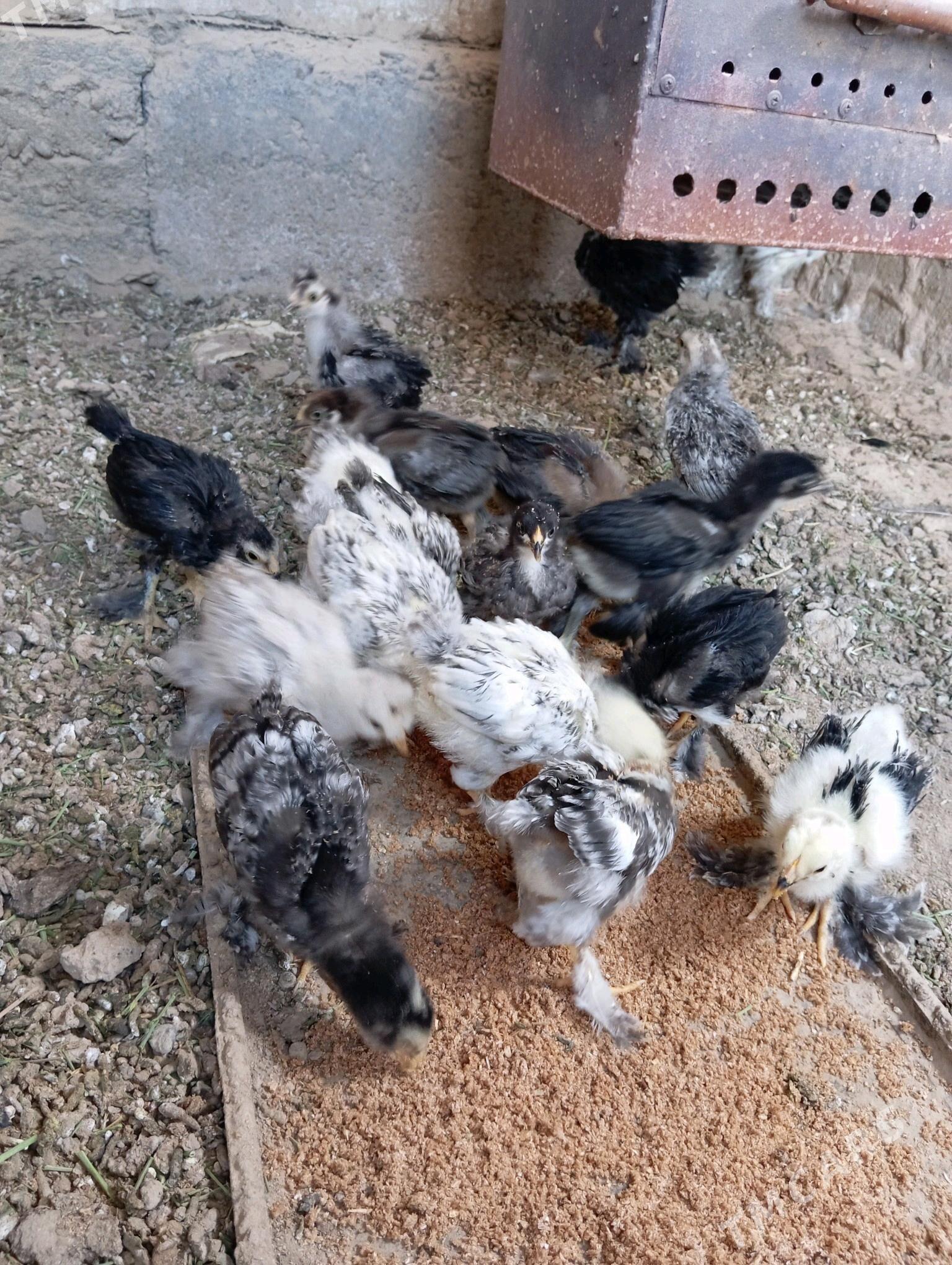 brama juje - Baýramaly - img 4