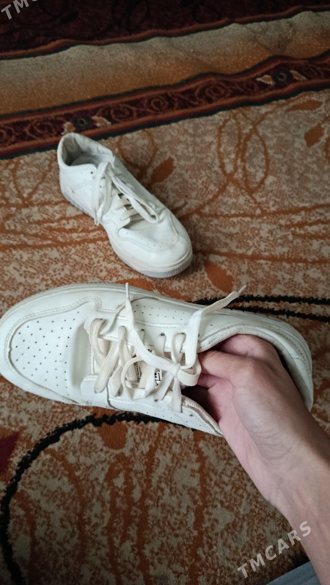 krasowka - Köşi - img 3