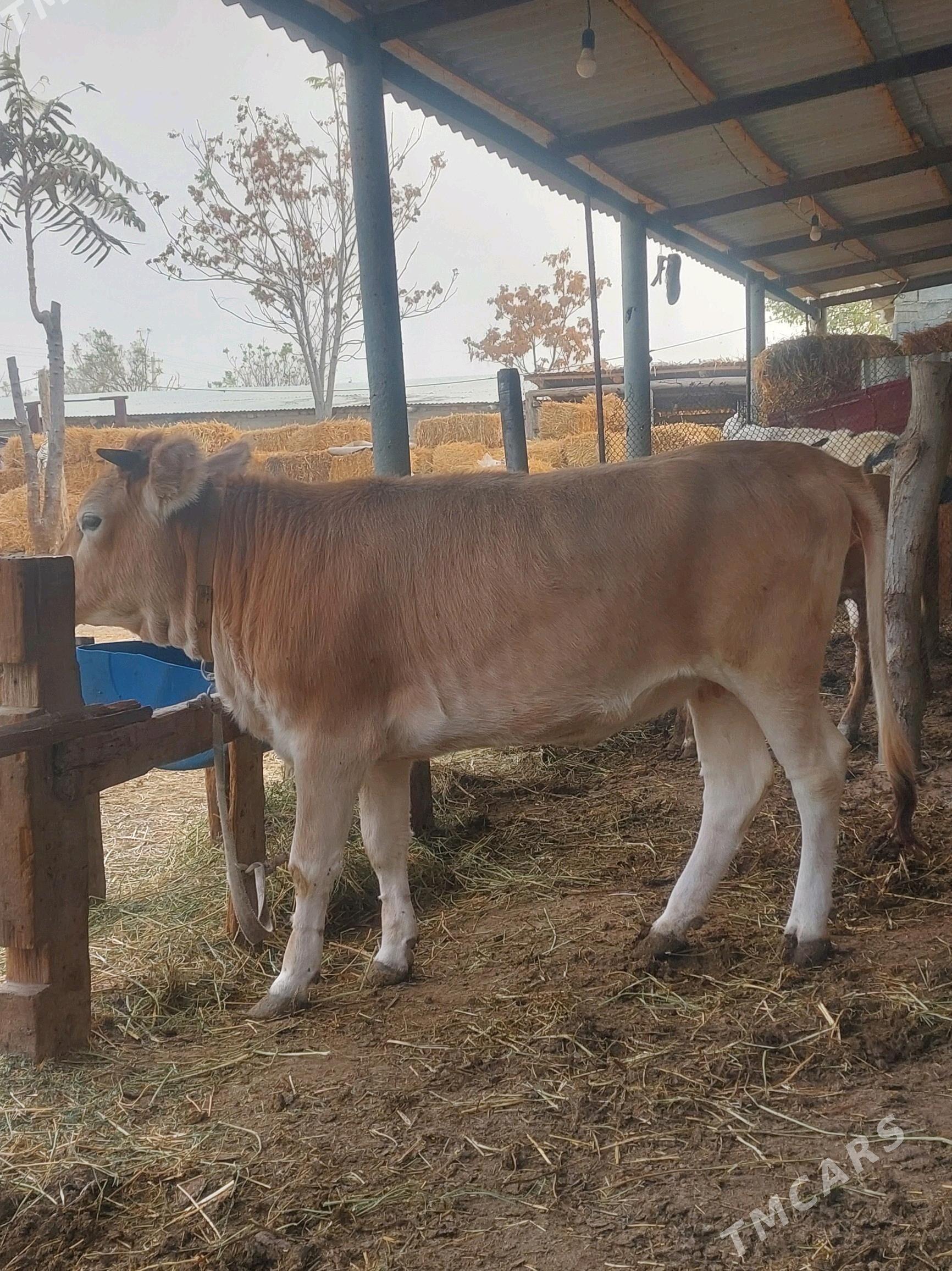 TÜWE - Gökdepe - img 1