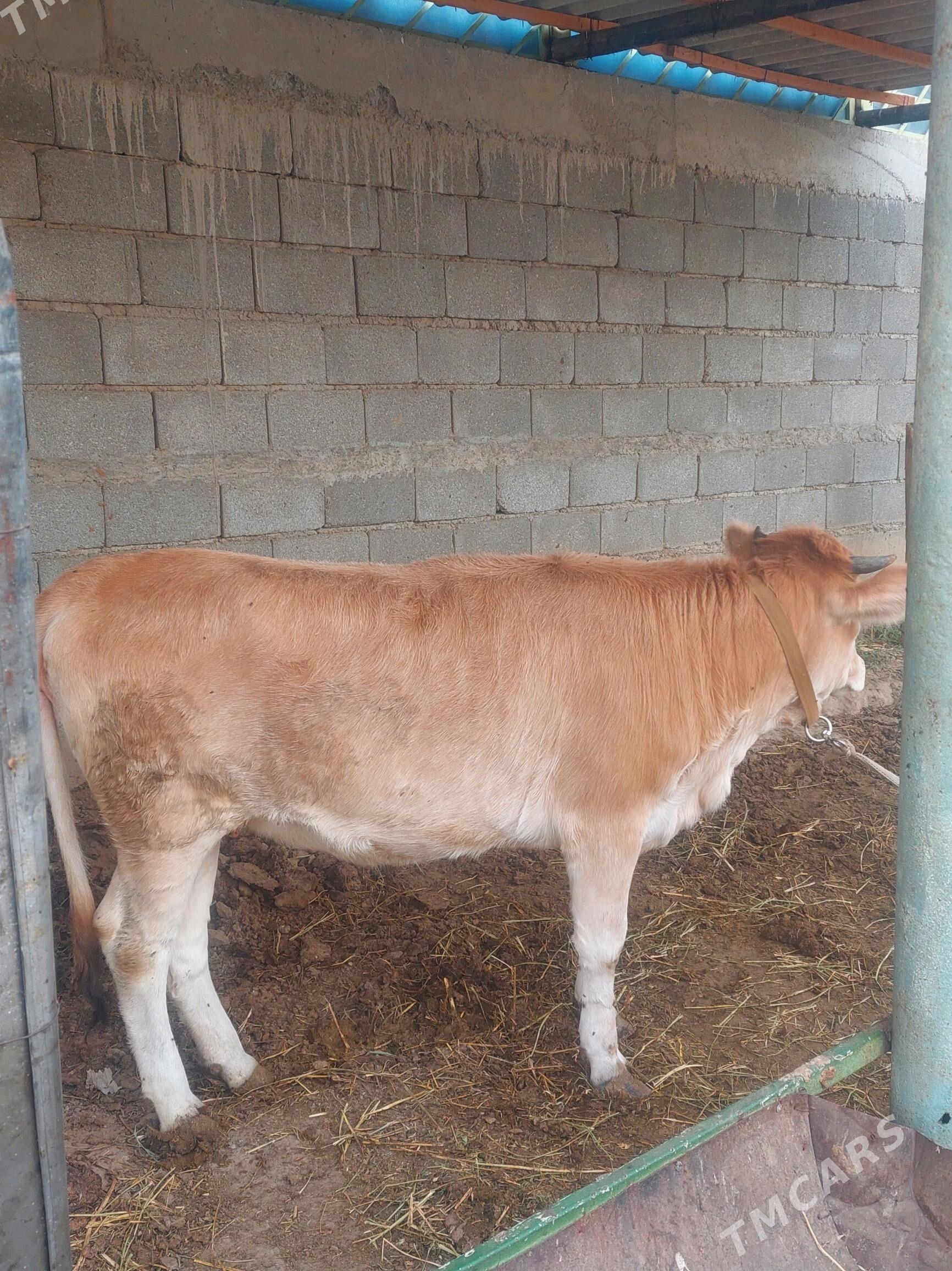 TÜWE - Gökdepe - img 3