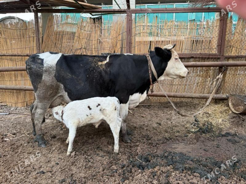 goleli sygyr - Büzmeýin - img 1