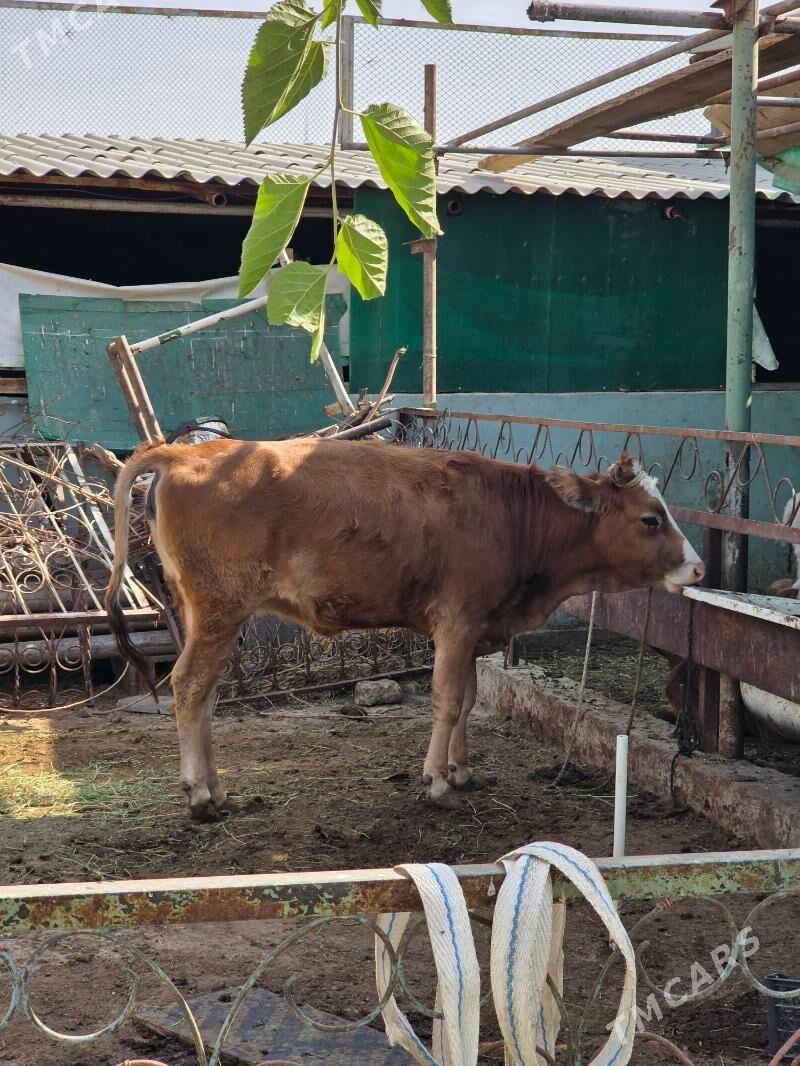 Tohum tuwe - Гёкдже - img 2