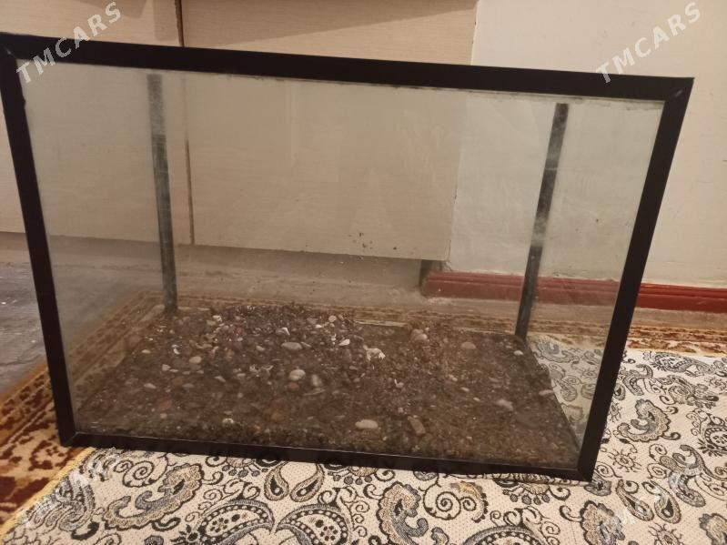 Akwarium 50litrAkwarium - Aşgabat - img 3