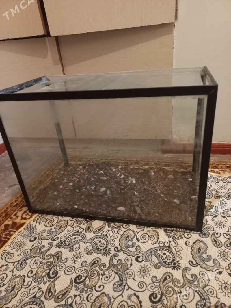 Akwarium 50litrAkwarium - Aşgabat - img 1