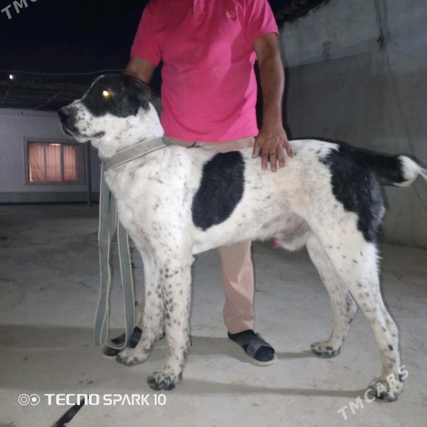 alabay it köpek - Herrikgala - img 2