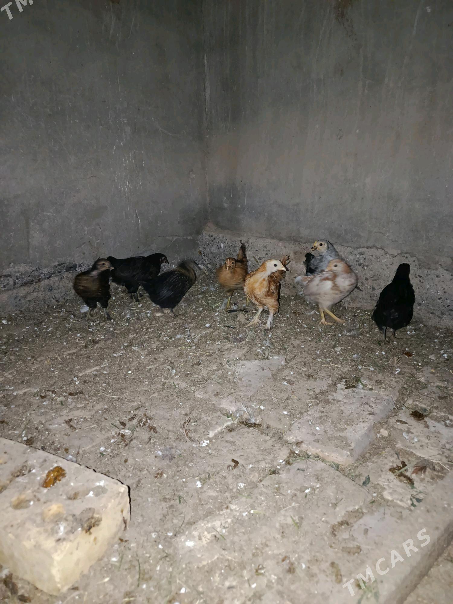 Júje - Сакарчага - img 2