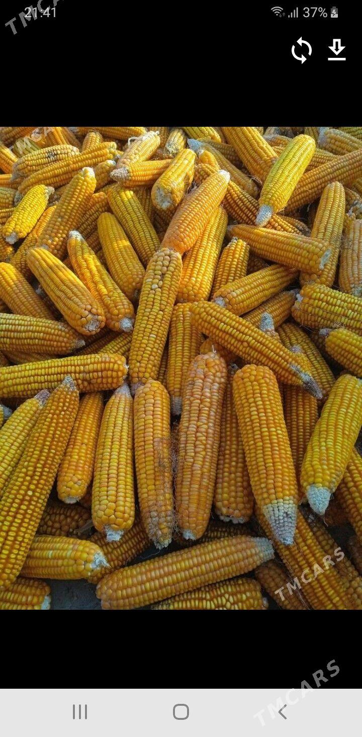 öküz sygyr goýun. towuk iým - Бахарден - img 3