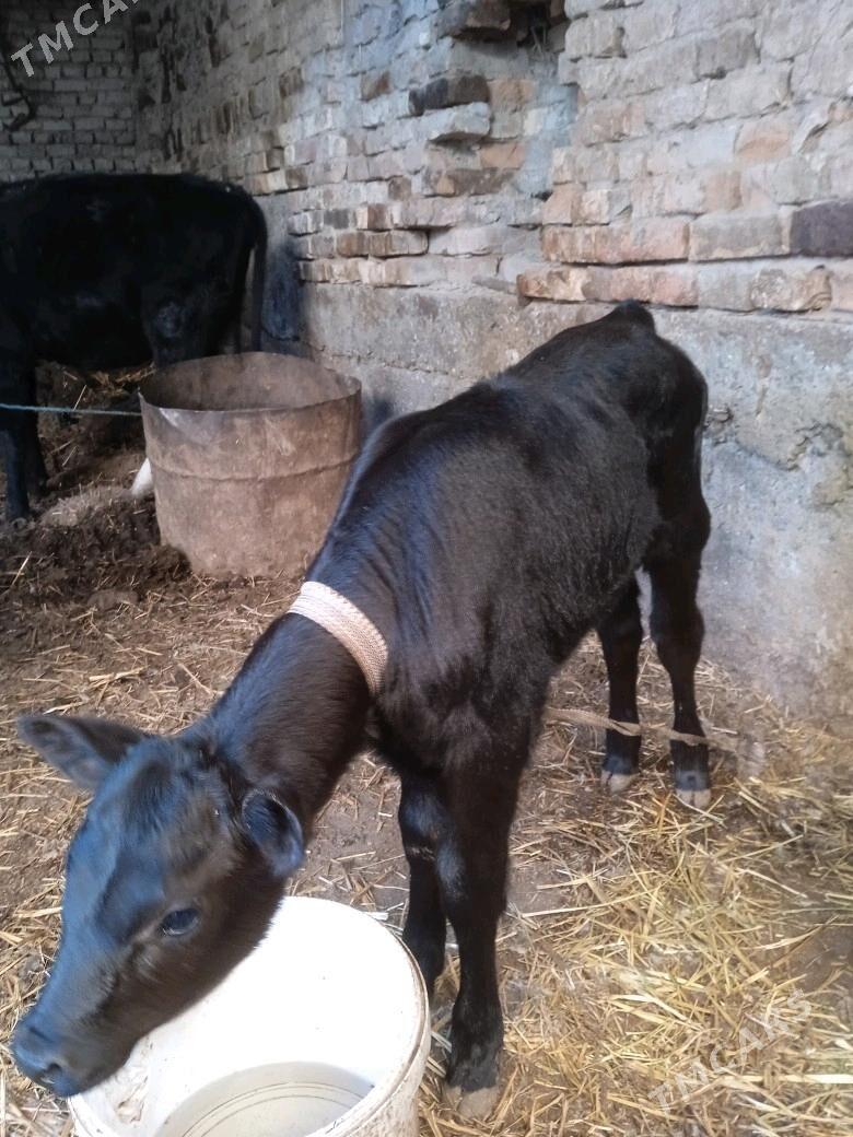 Goleli sygyr - Türkmenabat - img 3