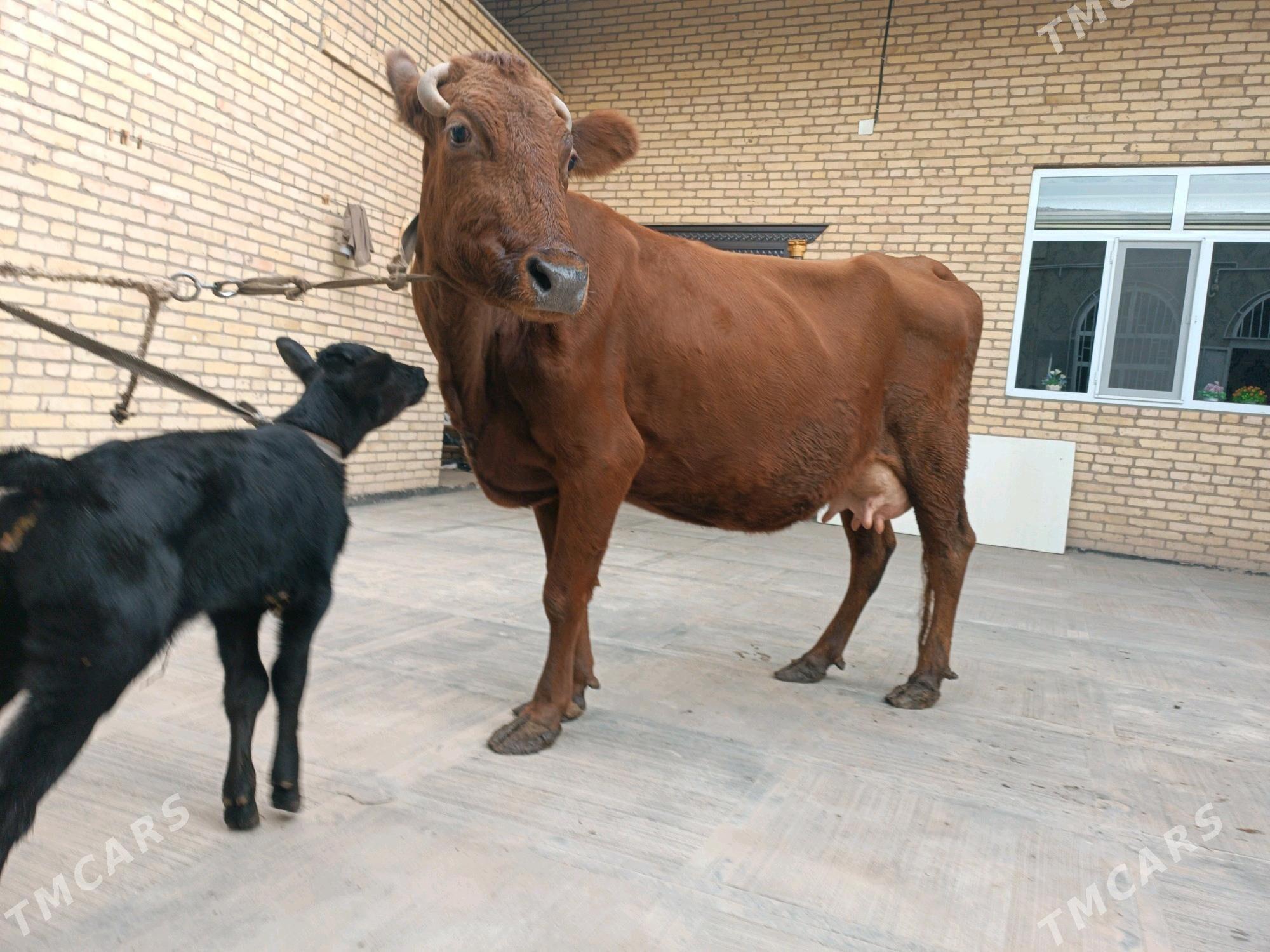 Goleli sygyr - Türkmenabat - img 7