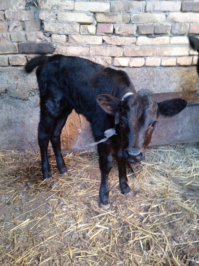 Goleli sygyr - Türkmenabat - img 6