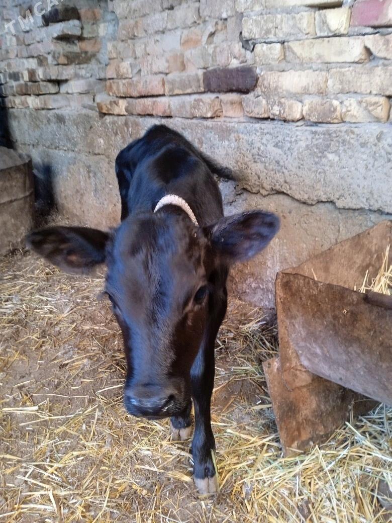 Goleli sygyr - Türkmenabat - img 4