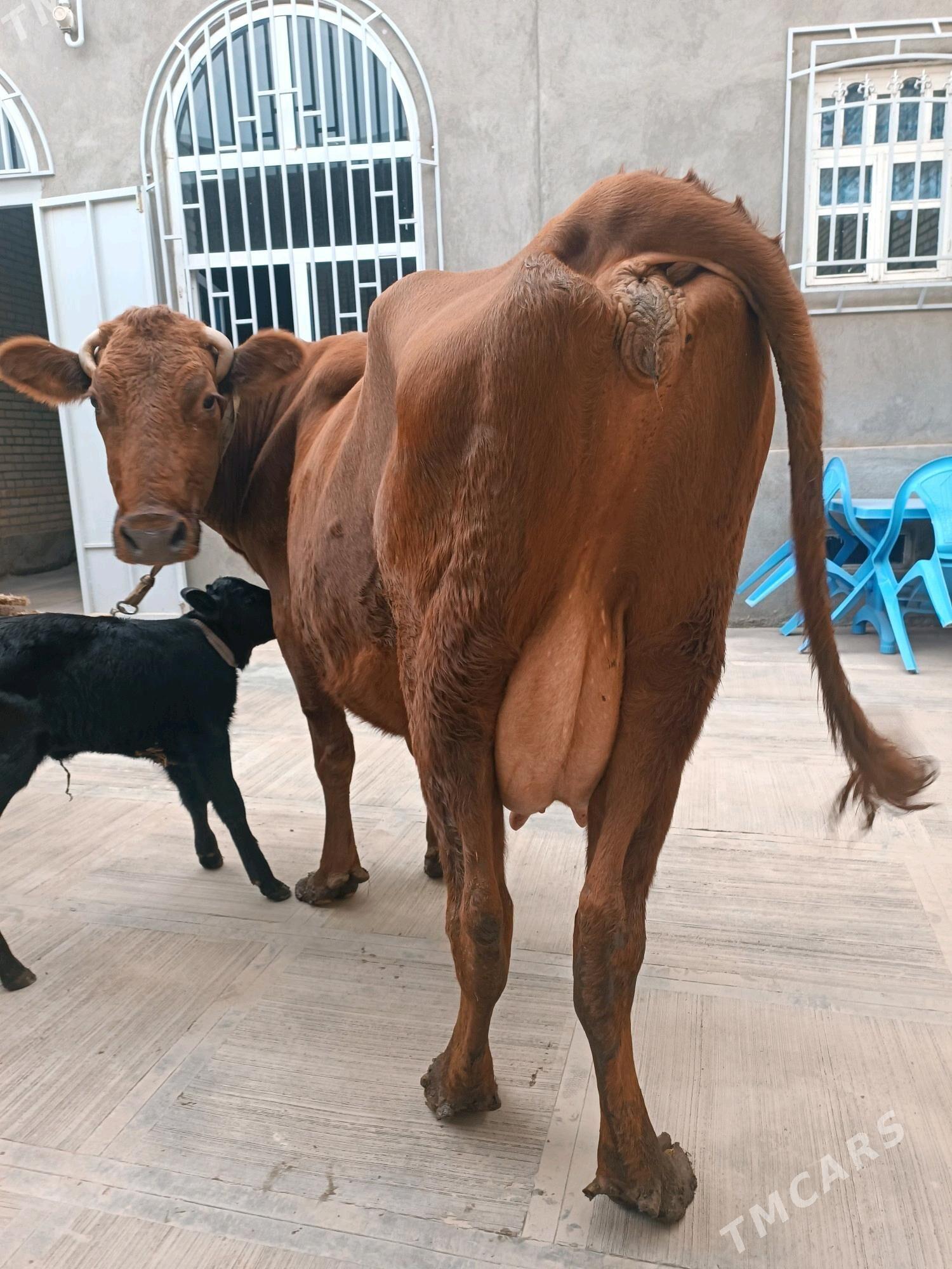 Goleli sygyr - Türkmenabat - img 8