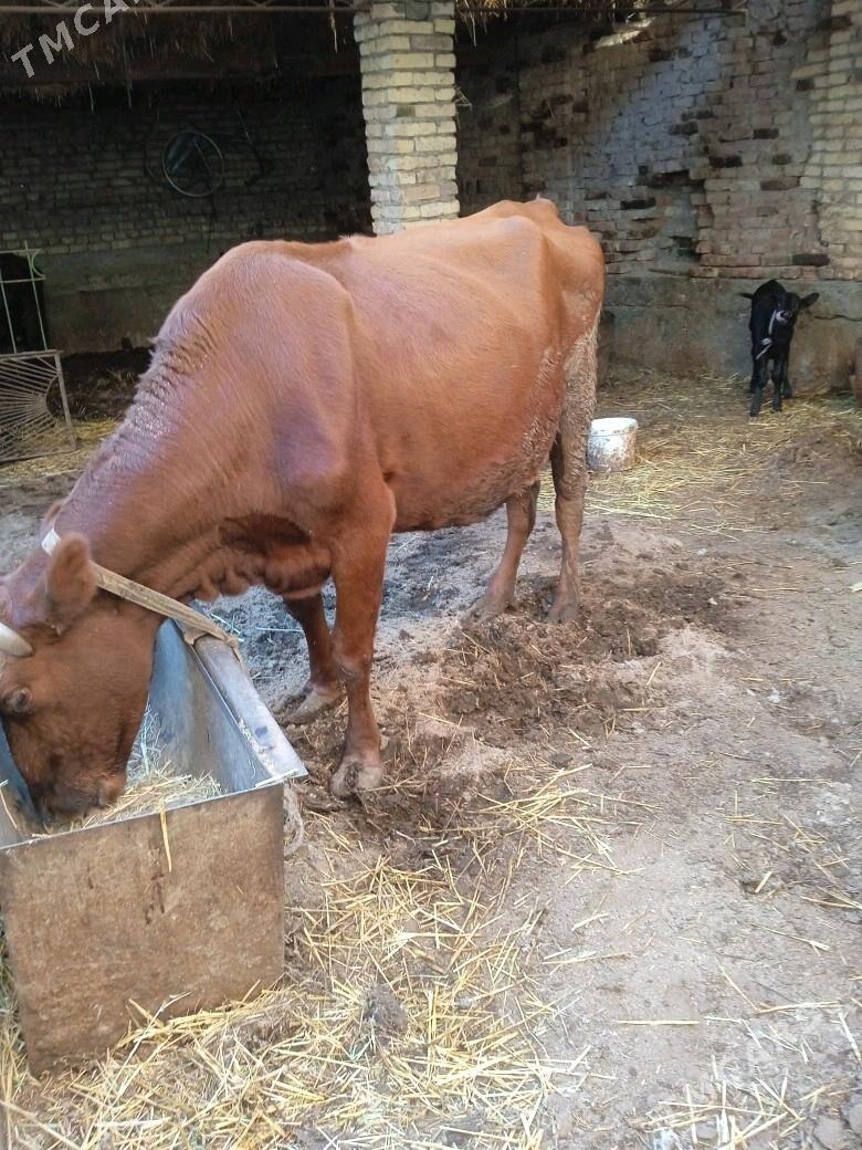 Goleli sygyr - Türkmenabat - img 5