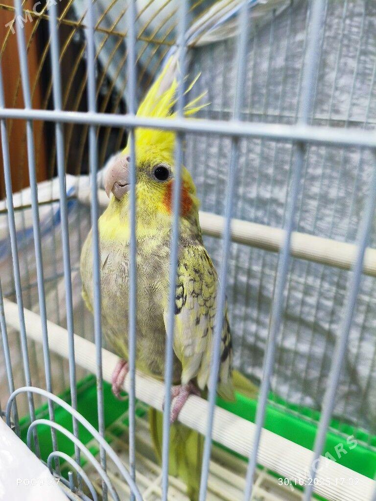 Попугай Корелла - Mary - img 3