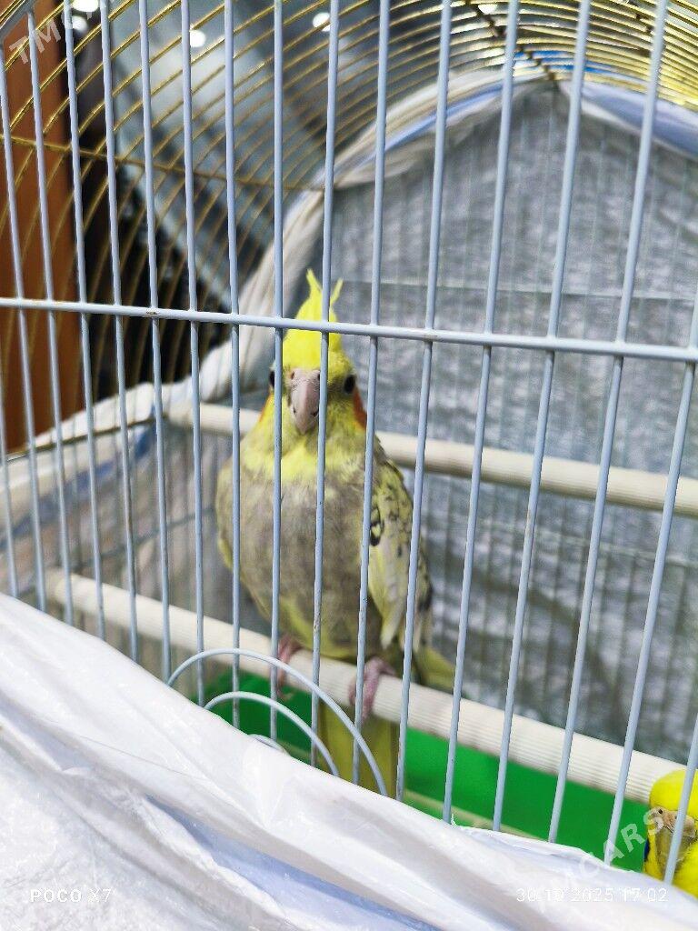 Попугай Корелла - Mary - img 1