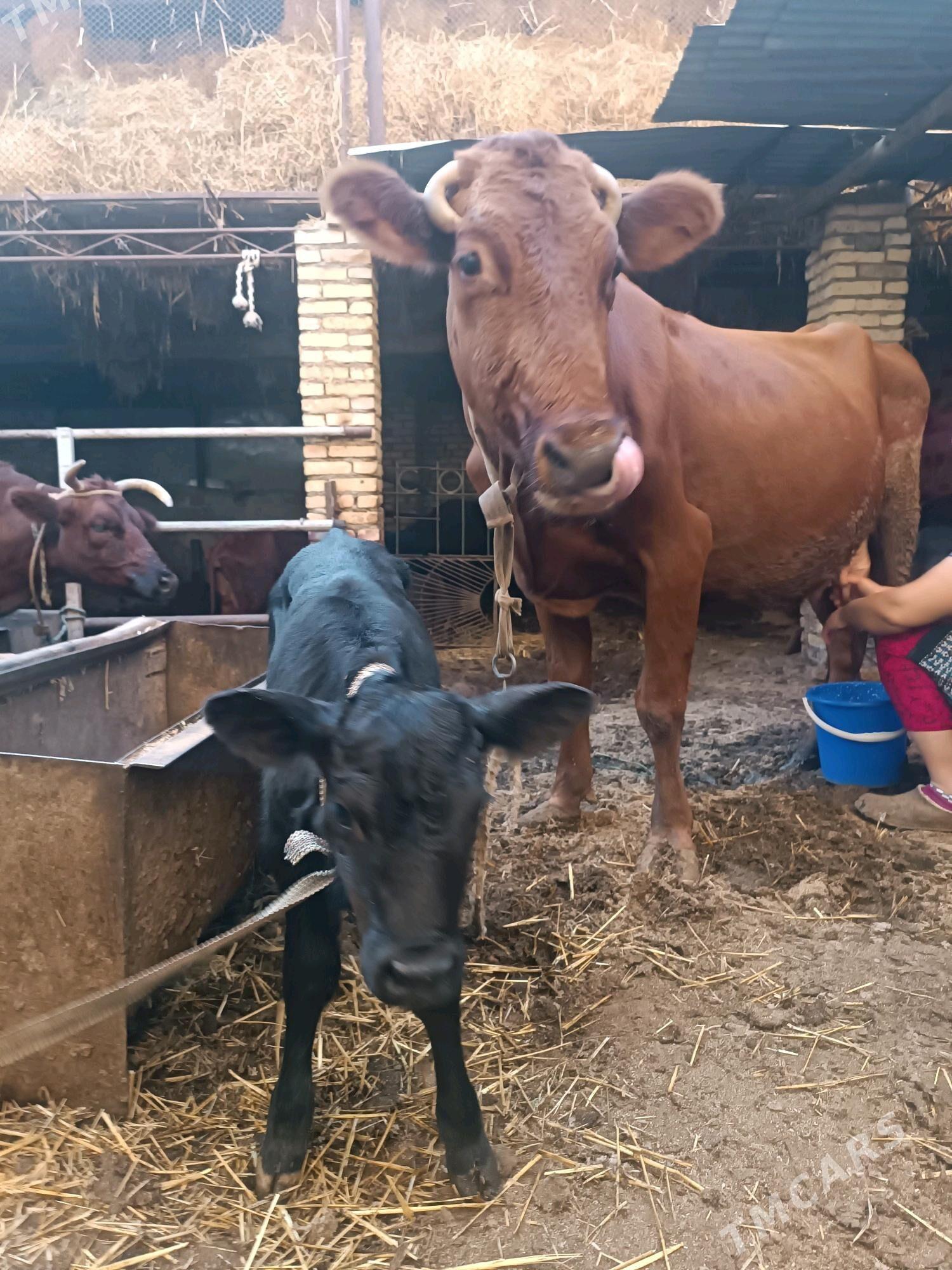 Goleli sygyr - Türkmenabat - img 9