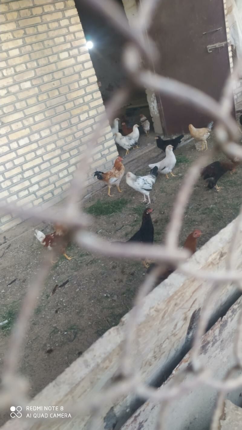 Towuk juje - Murgap - img 3