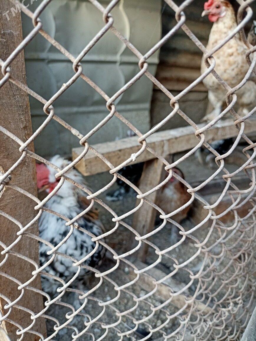 yaponciklar - Türkmenabat - img 2