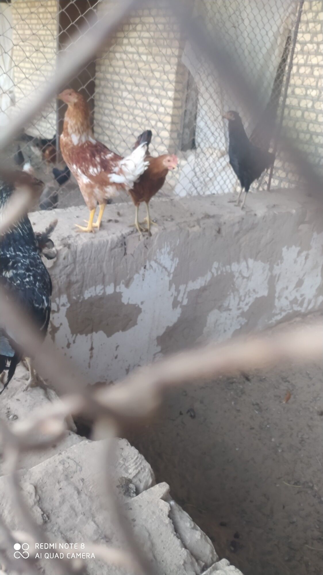 Towuk juje - Murgap - img 2