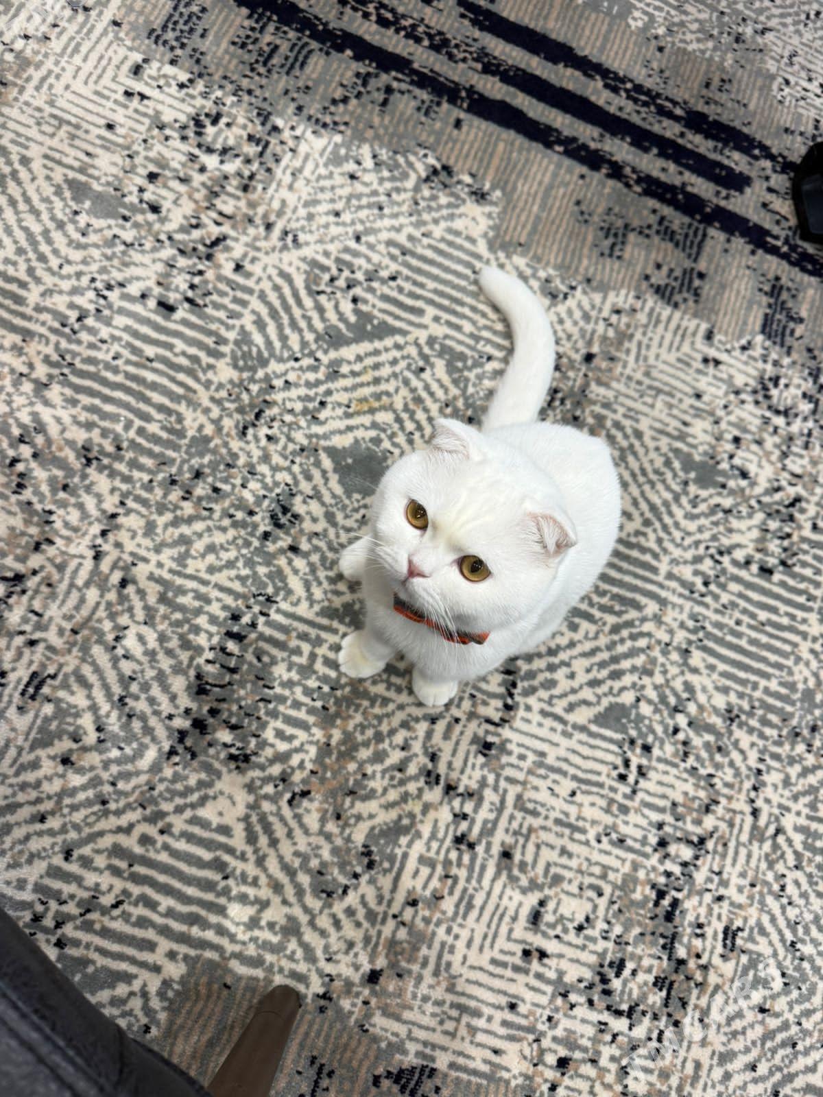 pişik swyazka - Досааф - img 3