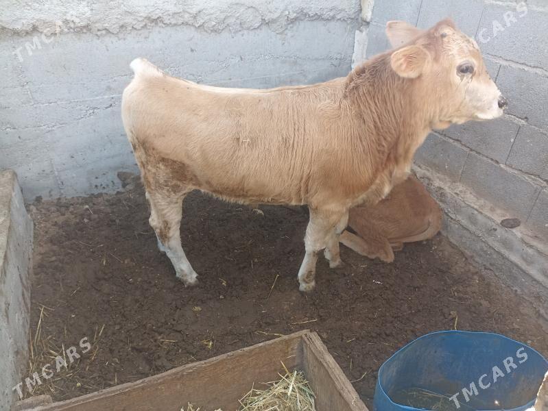 okiz - Балканабат - img 1