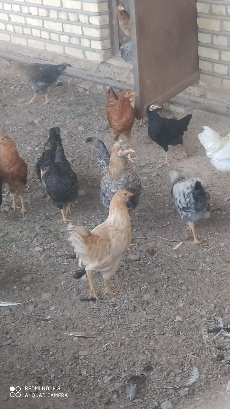 Towuk juje - Murgap - img 1