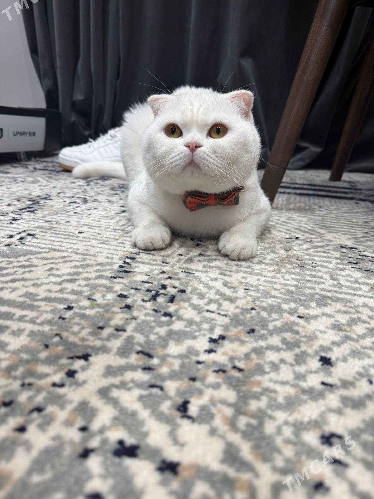 pişik swyazka - Досааф - img 2