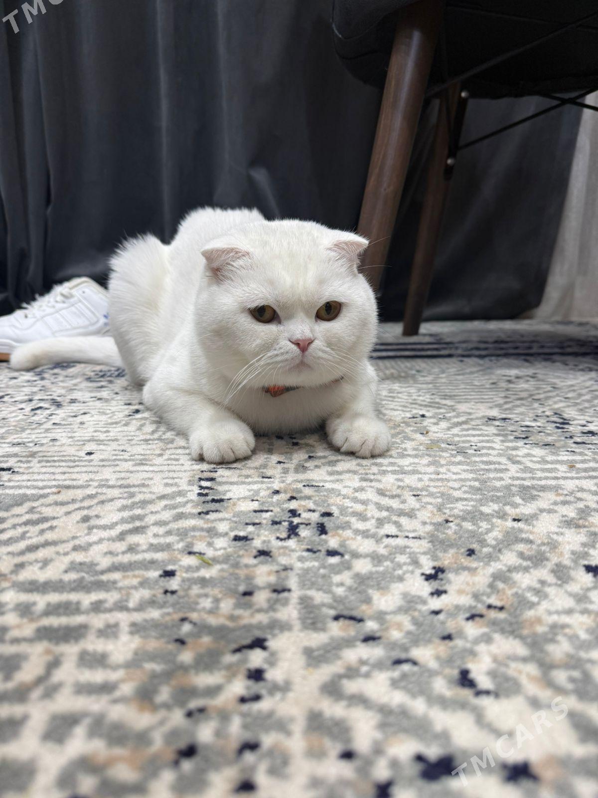 pişik swyazka - Досааф - img 1